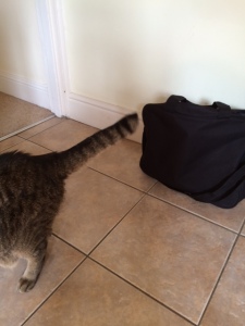 The work bag, and the Pavlovian cat