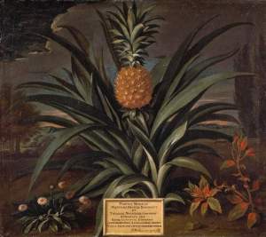 Decker's pineapple, painted by Theodore Netscher. (Credit: The Fitzwilliam Museum, Cambridge.)