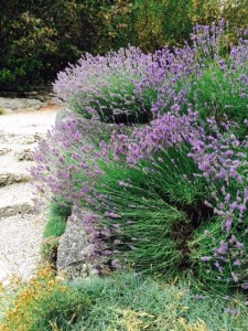 Lavender in the alpine garden.