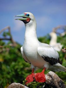The red-footed booby, thriving in the Philippines (cf. its cousin, the blue-footed booby).
