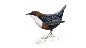 The white-throated dipper. (Credit: RSPB)