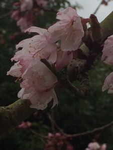 Flowers of Prunus cyclamina.
