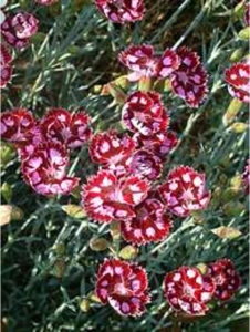 Dianthus 'Sops in Wine'. (Credit: The Beth Chatto Garden)