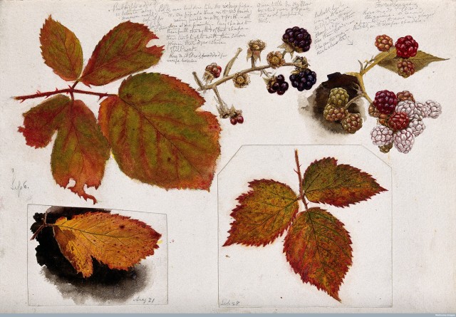 Autumn leaves and fruits of bramble. Watercolour study. (Credit: Wellcome Library, London)